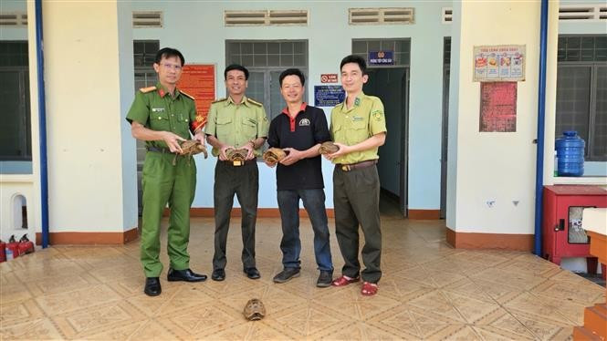 Five elongated tortoises are transferred to the Dak Doa area forest protection unit. (Photo: VNA)