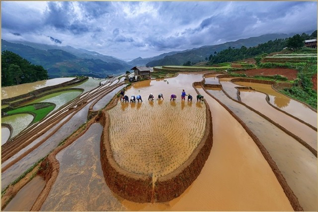 Mua cay or Transplanting Season by art photographer Hoang Bich Nhung in June 2024. 