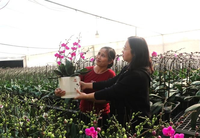 Flowers are ready for New Year holiday. (Photo: VNA)