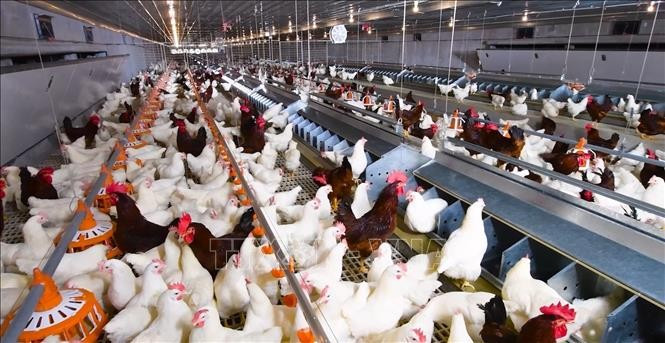 A modern, farm-scale closed-loop chicken farming model. (Photo: VNA)