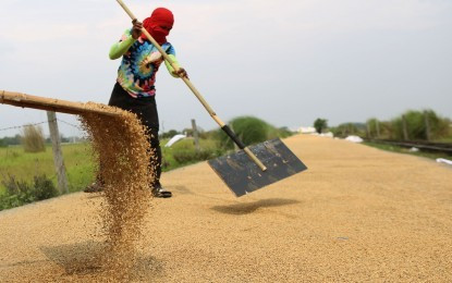 A farmer dries harvested palay in Baliuag, Bulacan on April 14, 2023. (PNA photo by Joan Bondoc)