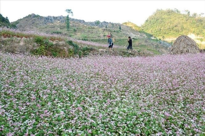 Buckwheat flower season on the Dong Van Karst Plateau in Tuyen Quang province. (Photo: VNA)