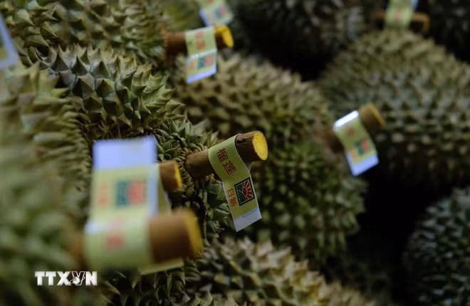 Durian fruit is carefully graded before being packed for export to China. (Photo: VNA)