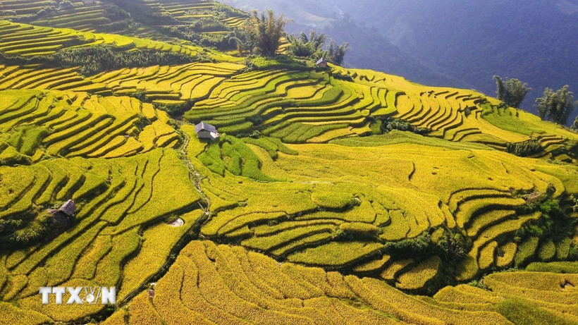 Each September, as the cool autumn breezes begin to roll in, Lao Cai dons a golden robe – the rice terraces glow under the autumn sun (Photo: VNA)