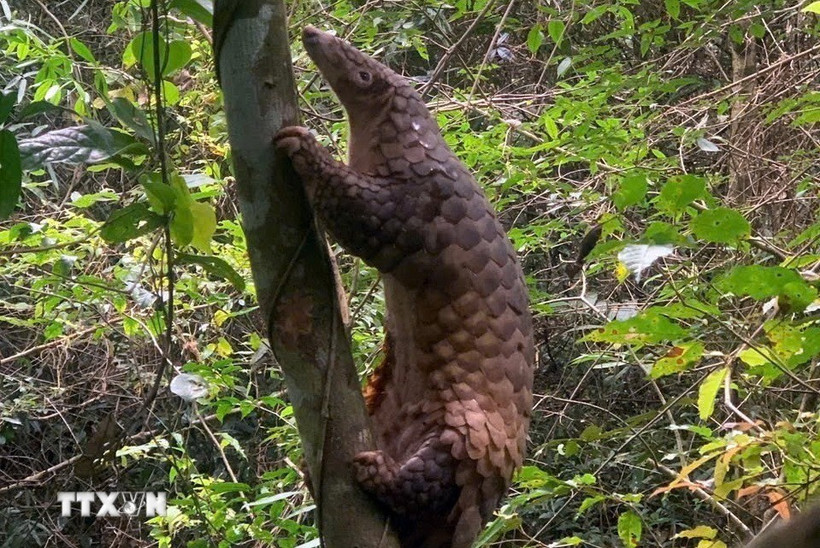 Sunda pangolins (Manis javanica), also known as the Javan pangolin, are listed in Group IB – critically endangered and strictly protected from all commercial exploitation (Photo: VNA)