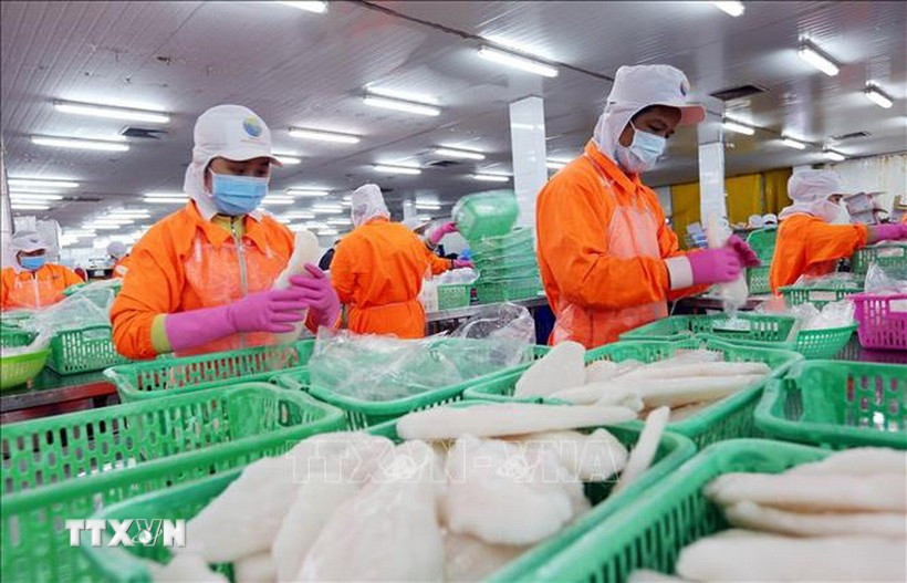 Aquatic product processing for export in Can Tho (Photo: VNA)