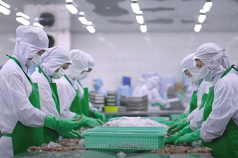 Processing shrimp for export (Photo: qdnd.vn)
