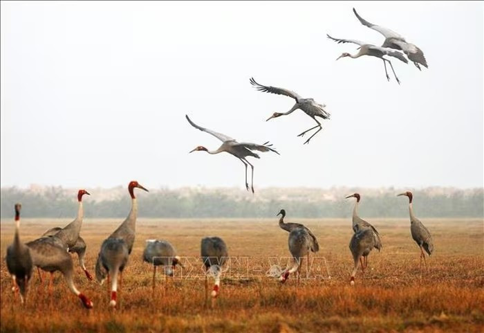 The Tram Chim National Park was previously home to a large population of red-crowned cranes, with a recorded number of more than 1,000 birds arriving during their annual migration. (Photo: VNA)