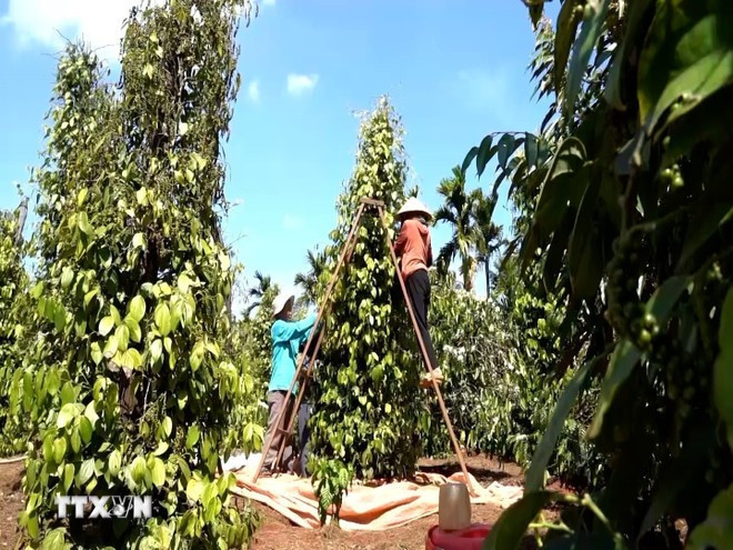 Gia Lai farmers harvest pepper. (Photo: VNA)