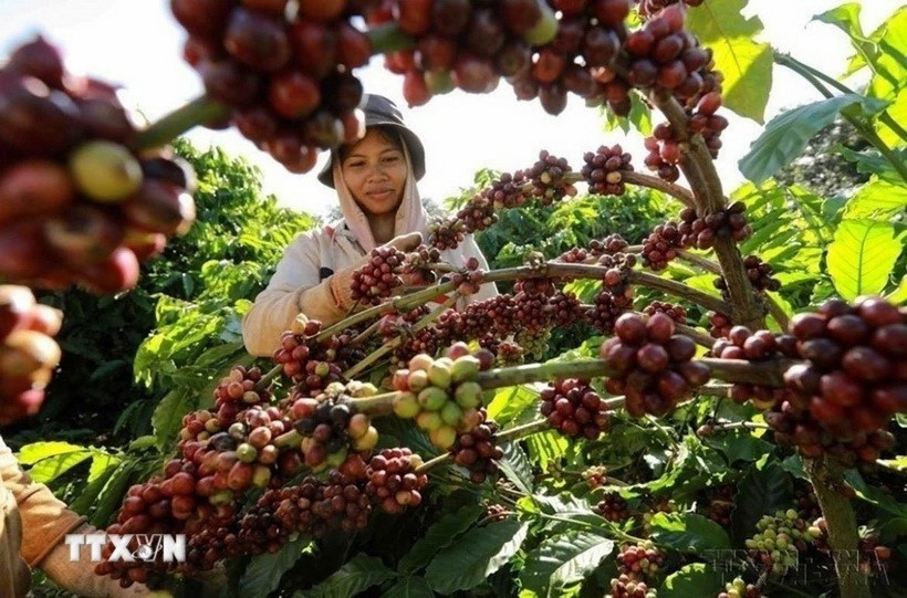 The year 2025 has seen the coffee industry form an ecosystem of responsible production, stretching from raw-material regions to processing stages, helping lay the foundation for sustainable growth in the years ahead. (Photo: VNA)