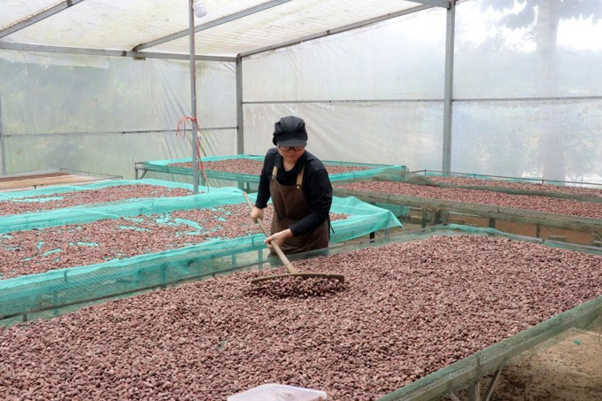 Processing cocoa beans at the venture (Photo: VNA)
