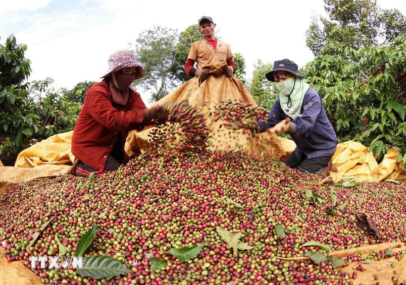 Famers harvest coffee. (Photo: VNA)