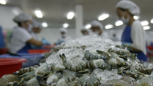 Processing shrimp for export at a factory in Vietnam. (Photo: kinhtenongthon.com.vn)