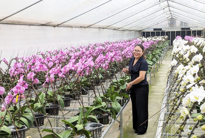 The high-tech orchid cultivation model of Dan Hoai Cooperative generates considerable economic value. (Photo: hanoimoi.vn)