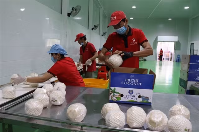 Workers package fresh coconuts for export at a processing facility in Vinh Long province. (Photo: VNA)
