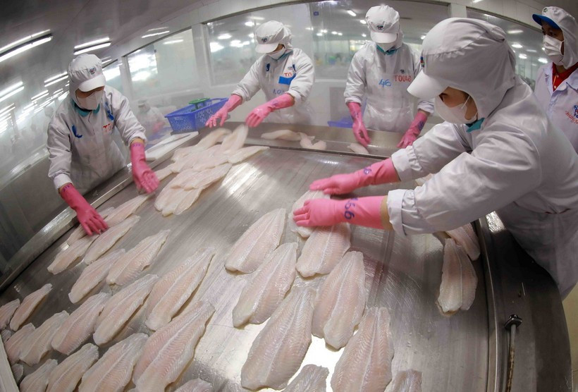 Freezing tra fish fillet products for export at a factory of the Sao Mai Group. (Photo: VNA)