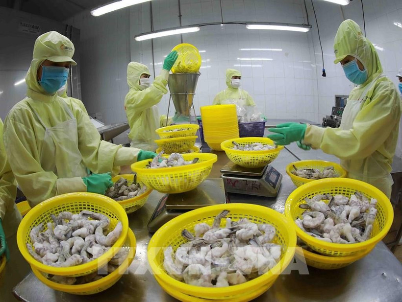 Workers at a Minh Phu JSC factory process frozen shrimp for export. (Photo: VNA)
