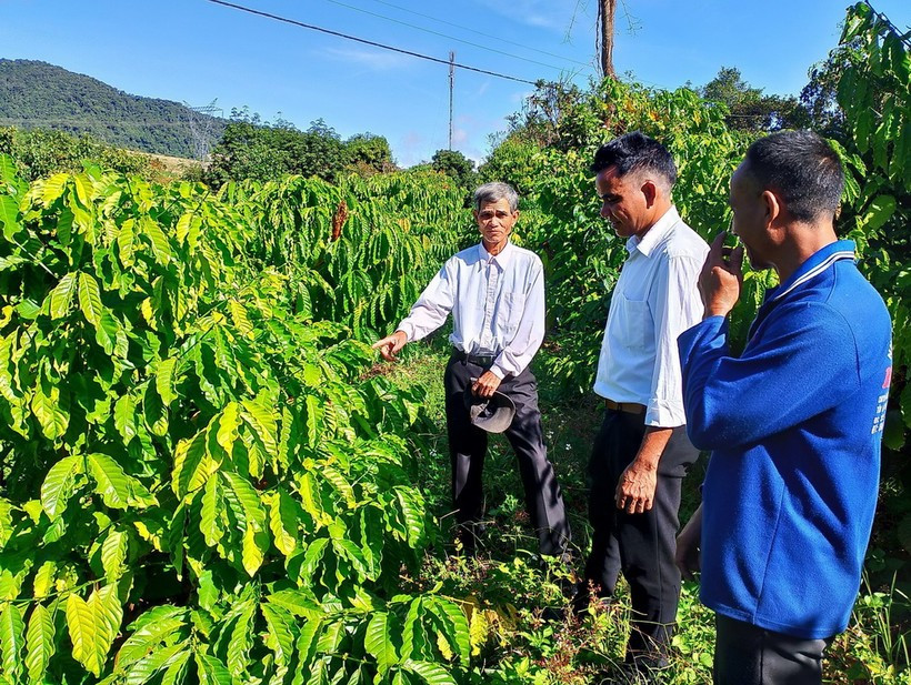 Farmers learn how to plant and care for coffee trees. (Photo: VNA)