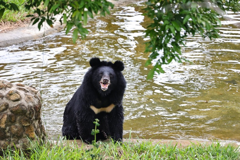 A bear at the Vietnam Bear Rescue Centre of Bach Ma National Park, Hue city.