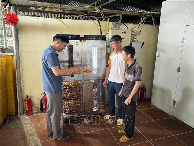 A cooperative in Bac Ninh province invests in a high-capacity fruit dryer for its production activities. (Photo: VNA)