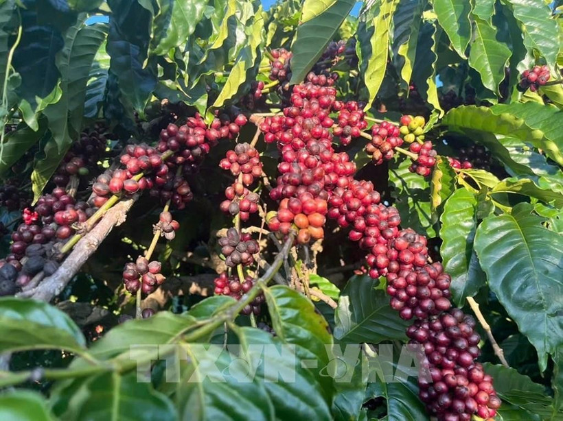 A coffee farm in Gia Lai province. (Photo: VNA)