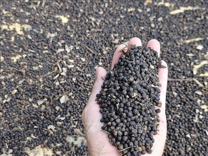 Pepper export turnover surges 27.6% during the first nine months of 2025. (Illustrative photo: VNA)