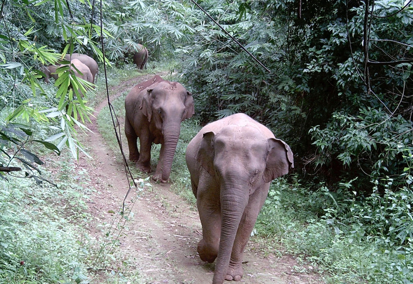 The Dong Nai elephant herd is photographed by the Humane World for Animals organisation's camera traps. (Photo: VNA broadcasts)