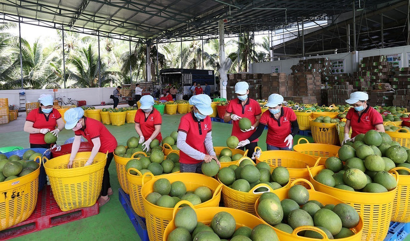 Workers sort green pomelos for export at the Vina T&T Group factory in Vinh Long province (Photo: VNA)