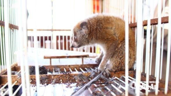 The pygmy slow loris (Nycticebus pygmaeus) was handed over to authorities by a resident of Con Say hamlet, Quynh Anh commune, on November 28. (Source: truyenhinhnghean.vn)