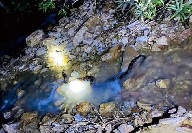 The python is transported to a suitable area and released back into the wild. (Photo: VNA)