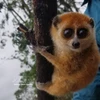 Pygmy slow loris (Nycticebus pygmaeus) (Photo published by VNA)