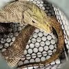The clouded monitor (Varanus nebulosus) weighs approximately two kilograms and measures around 70 centimetres in length. (Photo: VNA)