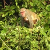 Three macaque species of the genus Macaca have been recorded in the wild. (Photo: VNA)