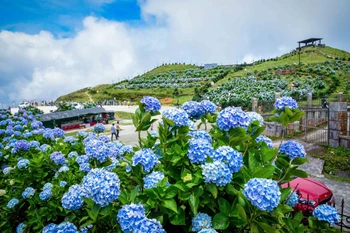 Colourful hydrangeas adorn peak of Mau Son Mountain