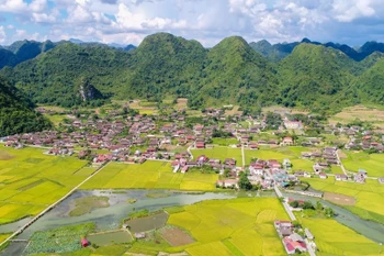 Glittering rice harvests in Bac Son valley