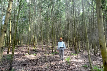 Tuyen Quang boasts over 25,000 ha of certified forest