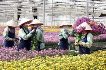 Lam Dong has more high-tech flower, vegetable growing project