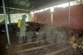 Ha Tinh announces new avian flu A/H5N1 outbreak 