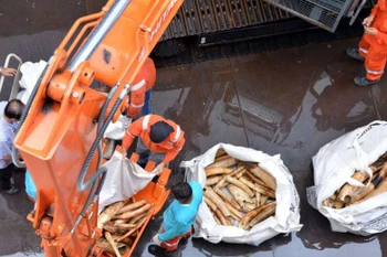Singapore considers ban on ivory sale