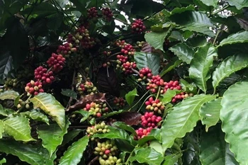Ample room for Vietnamese coffee exports to Spain