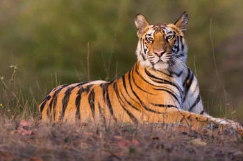 Thailand aims for biggest tiger population in Southeast Asia by 2034