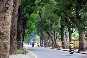 Singapore called to help Hanoi with trees management
