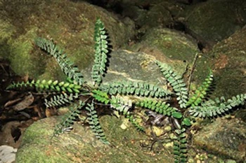 Fern species found in Quang Binh karst cave