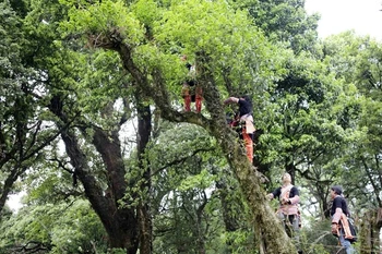 Lai Chau’s ancient tea trees a natural treasure