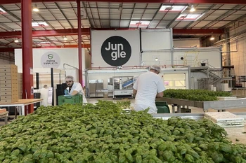 Hai Phong seeks to partner with French firm in vertical farming development