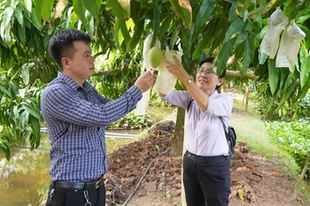 Dong Thap province develops agricultural tourism