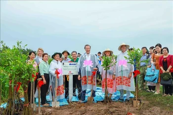 Can Tho plants 1,000 cork trees to prevent riverbank erosion