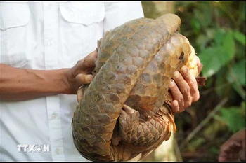 A pangolin is released into the wild in Binh Phuoc (Photo: VNA)