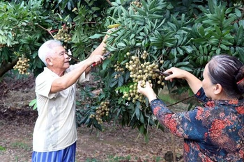 Longan farms – Hung Yen’s popular tourist attraction
