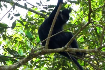 Endangered langur spotted in Bac Kan nature reserve